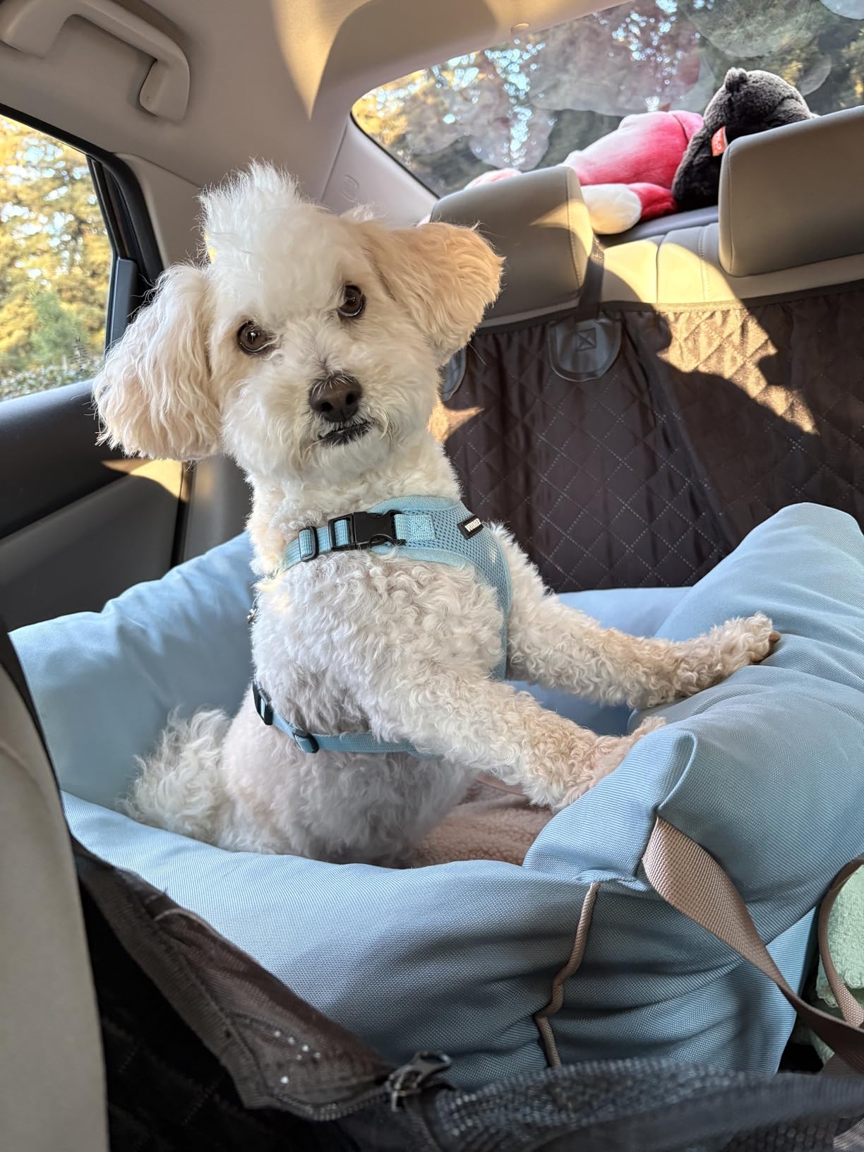 Lesure Small Dog Car Seat for Small Dogs - Dog Booster Seat for Car with Waterproof Bottom, Clip-On Safety Leash and Thickened Memory Foam Filling, Pet Carseat Puppy Travel Carrier Bed, Beige customer photo 1