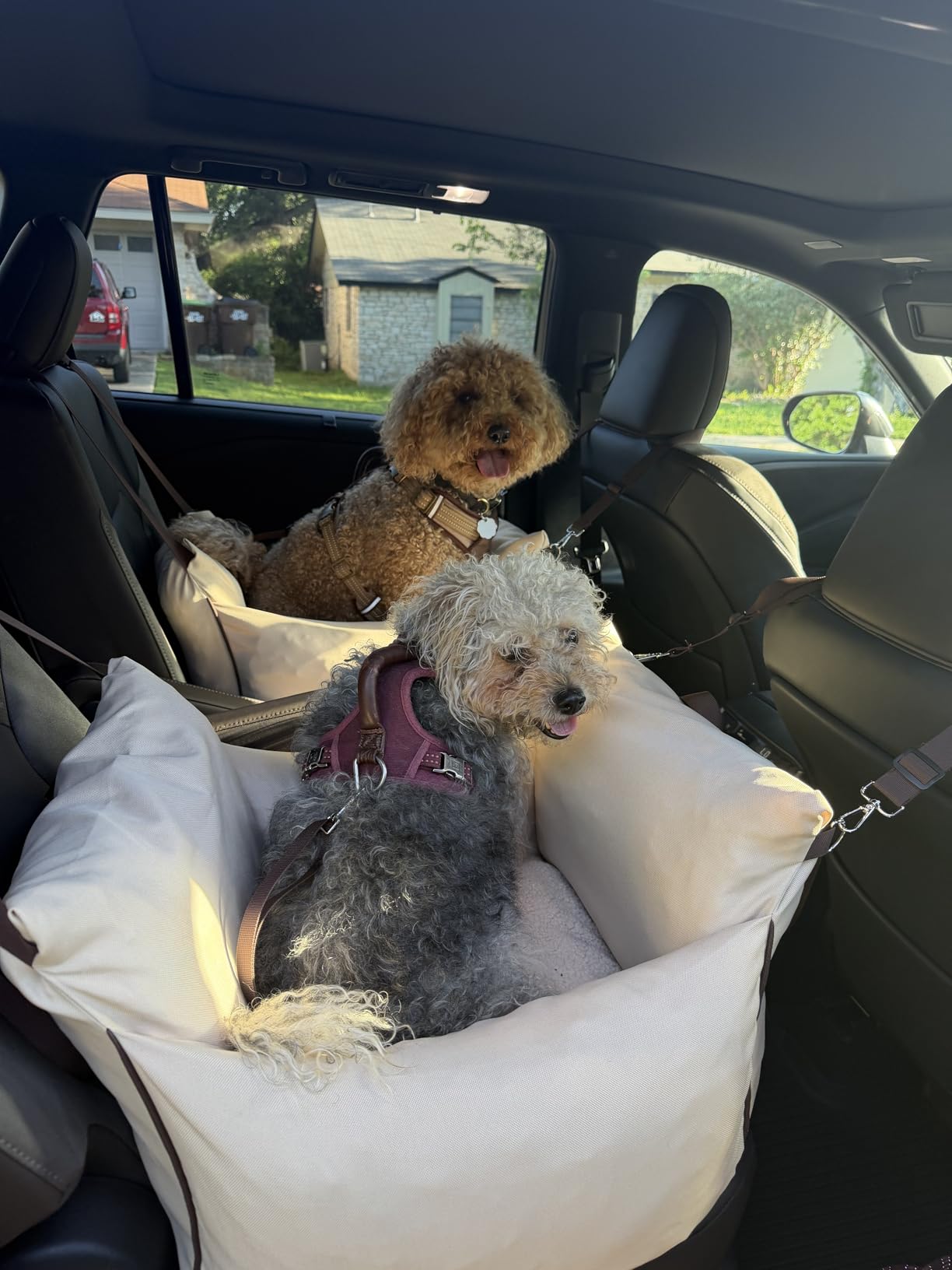 Lesure Small Dog Car Seat for Small Dogs - Dog Booster Seat for Car with Waterproof Bottom, Clip-On Safety Leash and Thickened Memory Foam Filling, Pet Carseat Puppy Travel Carrier Bed, Beige customer photo 2