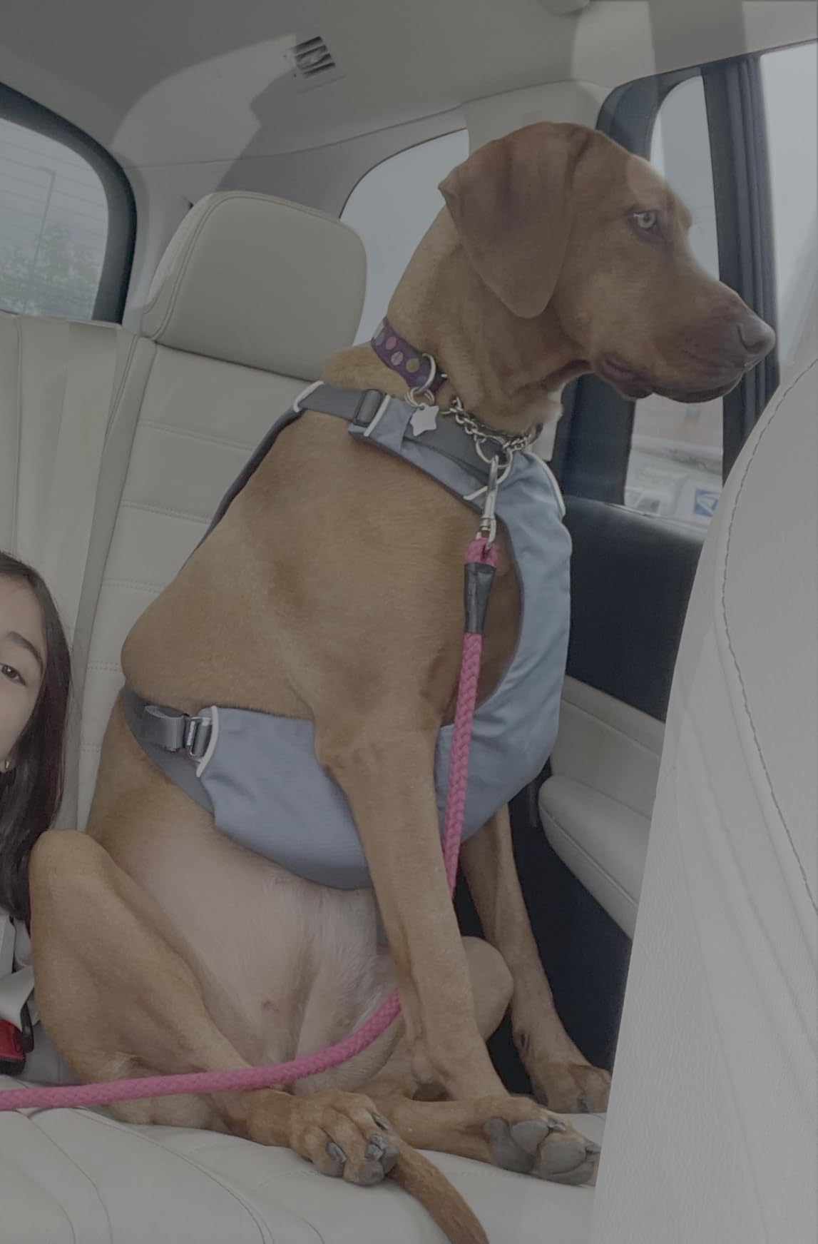 Ruffwear, Load Up Dog Car Harness, Padded Adjustable Travel Restraint with Universal Seat Belt Attachment and Strength-Rated Metal Hardware, for Road Trips in Cars & SUVs, Slate Blue, X-Small customer photo 2