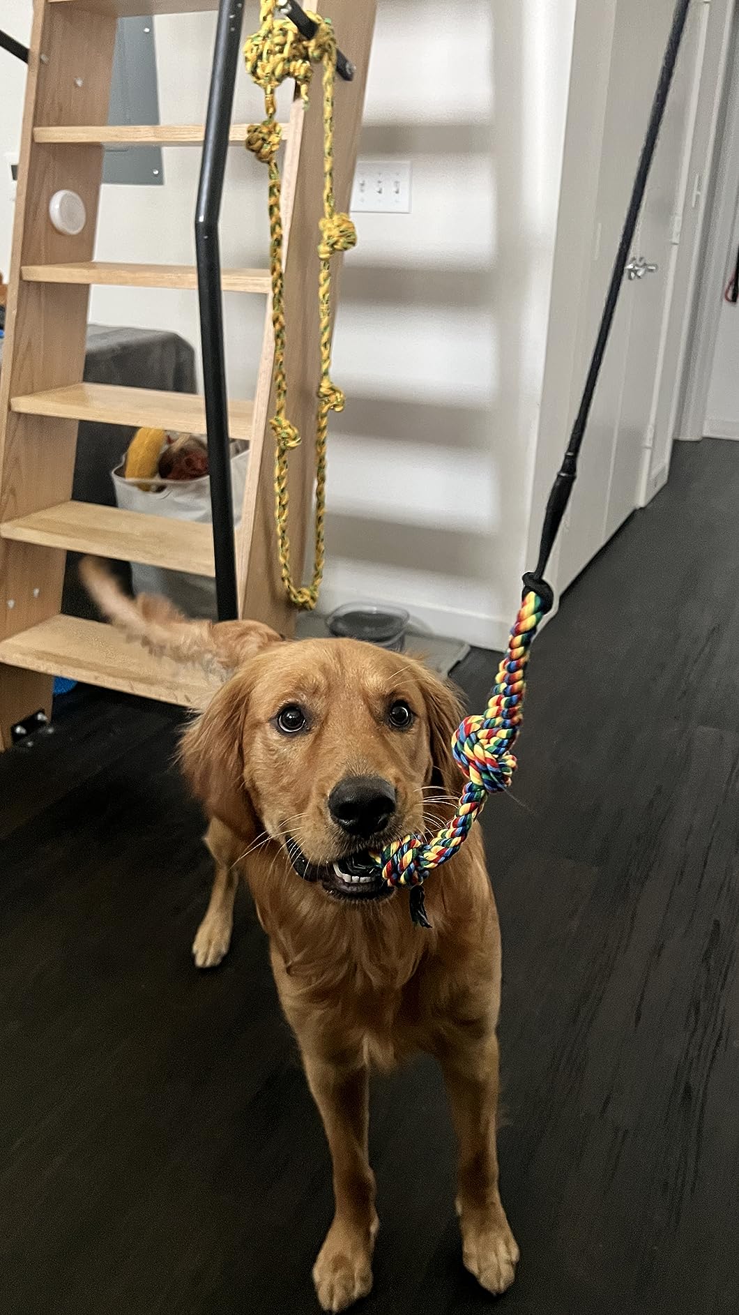 LOOBANI Flirt Pole for Dogs - Chase & Tug of War, Extendable Teaser Wand with Detachable Toys for Medium Dogs Training & Exercise, 48.8in customer photo 1