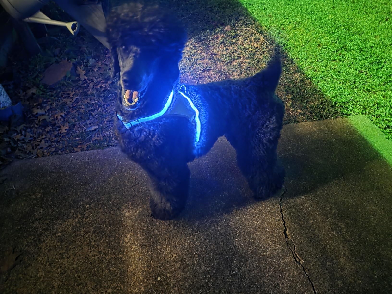 ChalkLit Light Up Dog Harness, No Pull Led Dog Harness Glow-in-The-Dark for Night Walking, USB Rechargeable Lighted Safety Vest for Medium Large Dogs, Adjustable Soft Mesh Fully Illuminated (Green, M) customer photo 1