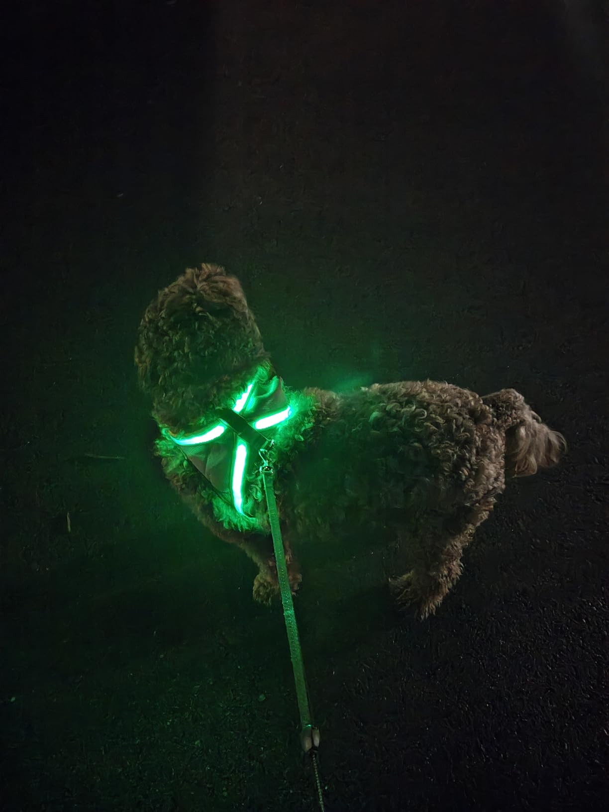 ChalkLit Light Up Dog Harness, No Pull Led Dog Harness Glow-in-The-Dark for Night Walking, USB Rechargeable Lighted Safety Vest for Medium Large Dogs, Adjustable Soft Mesh Fully Illuminated (Green, M) customer photo 2