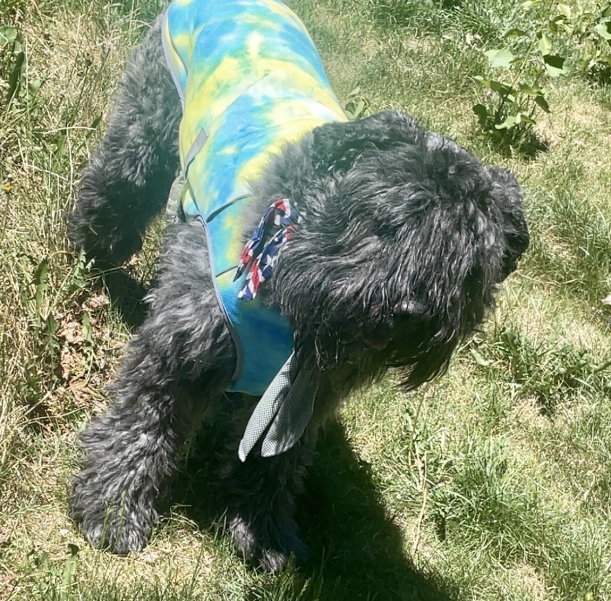 Spark Paws Dog Cooling Vest - SPF 50 UV Sun Protection - Summer Heat Relief Gear for Dogs, Lightweight, Evaporative Cooling - Dog Anxiety Relief Vest During Hot Days - Snowcone, Large customer photo 1