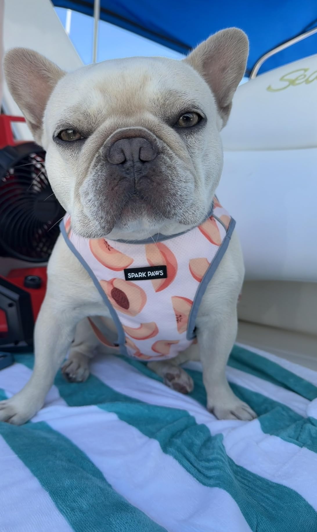 Spark Paws Dog Cooling Vest - SPF 50 UV Sun Protection - Summer Heat Relief Gear for Dogs, Lightweight, Evaporative Cooling - Dog Anxiety Relief Vest During Hot Days - Snowcone, Large customer photo 2