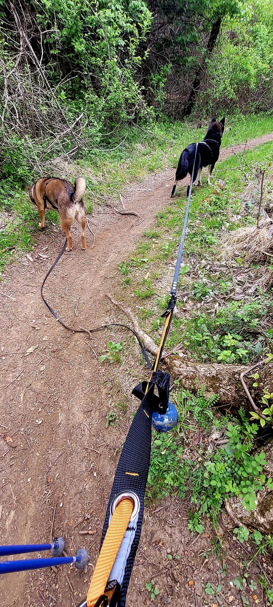 Kurgo 6 in 1 Quantum Leash, Hands Free Leash for Dogs, Running Belt Lead, Crossbody & Waist Belt Style, Reflective, Carabiner Clip, for Training, Hiking, or Jogging customer photo 1