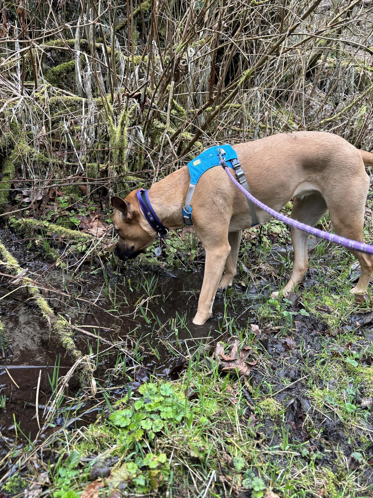 Ruffwear Hi & Light Everyday Lightweight Dog Harness for Trail Running, Walking, Hiking, All-Day Wear customer photo 1