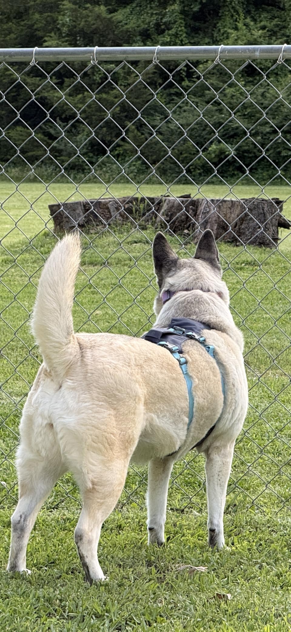 Ruffwear Flagline Dog Harness - Lightweight and Reflective, No Pull Dog Lift Harness for Hiking, Running and Everyday Use customer photo 1
