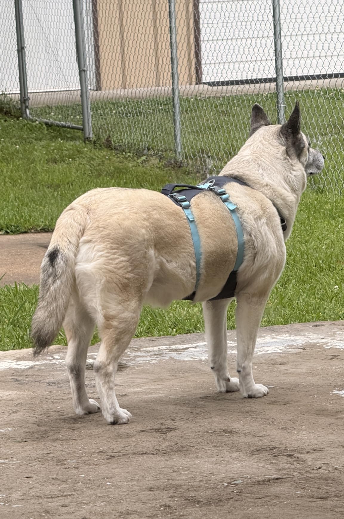 Ruffwear Flagline Dog Harness - Lightweight and Reflective, No Pull Dog Lift Harness for Hiking, Running and Everyday Use customer photo 2