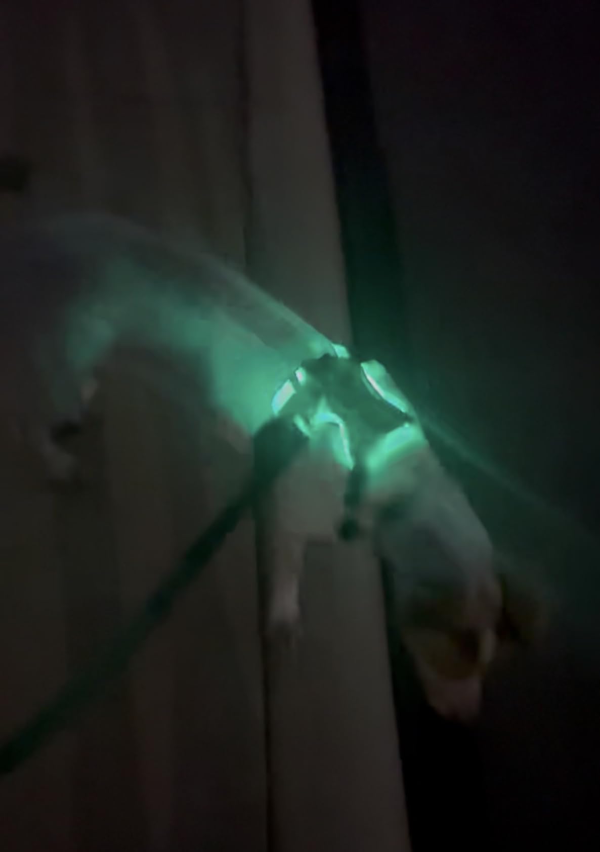 MASBRILL LED Dog Harness - Light Up, No Pull, Rechargeable for Night Walking, Adjustable Illuminated & Reflective Vest for Small to Large Dogs customer photo 1