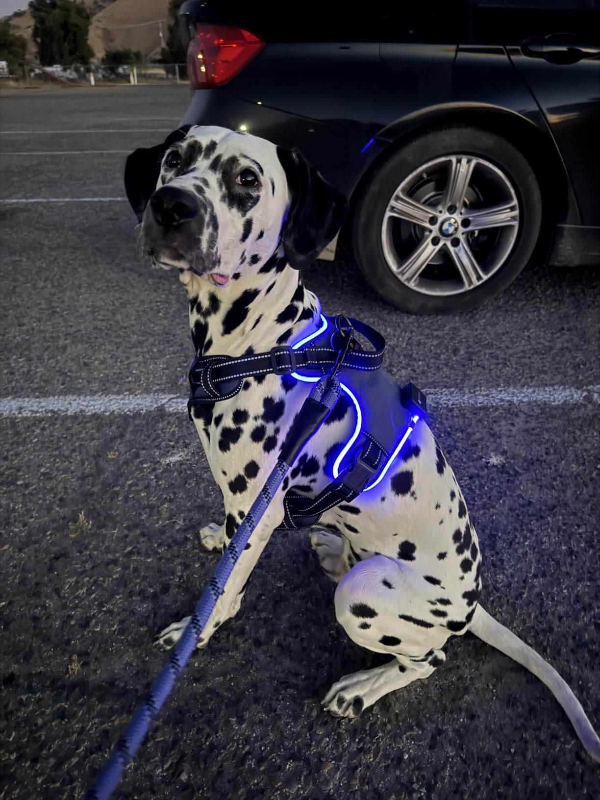 MASBRILL LED Dog Harness - Light Up, No Pull, Rechargeable for Night Walking, Adjustable Illuminated & Reflective Vest for Small to Large Dogs customer photo 2