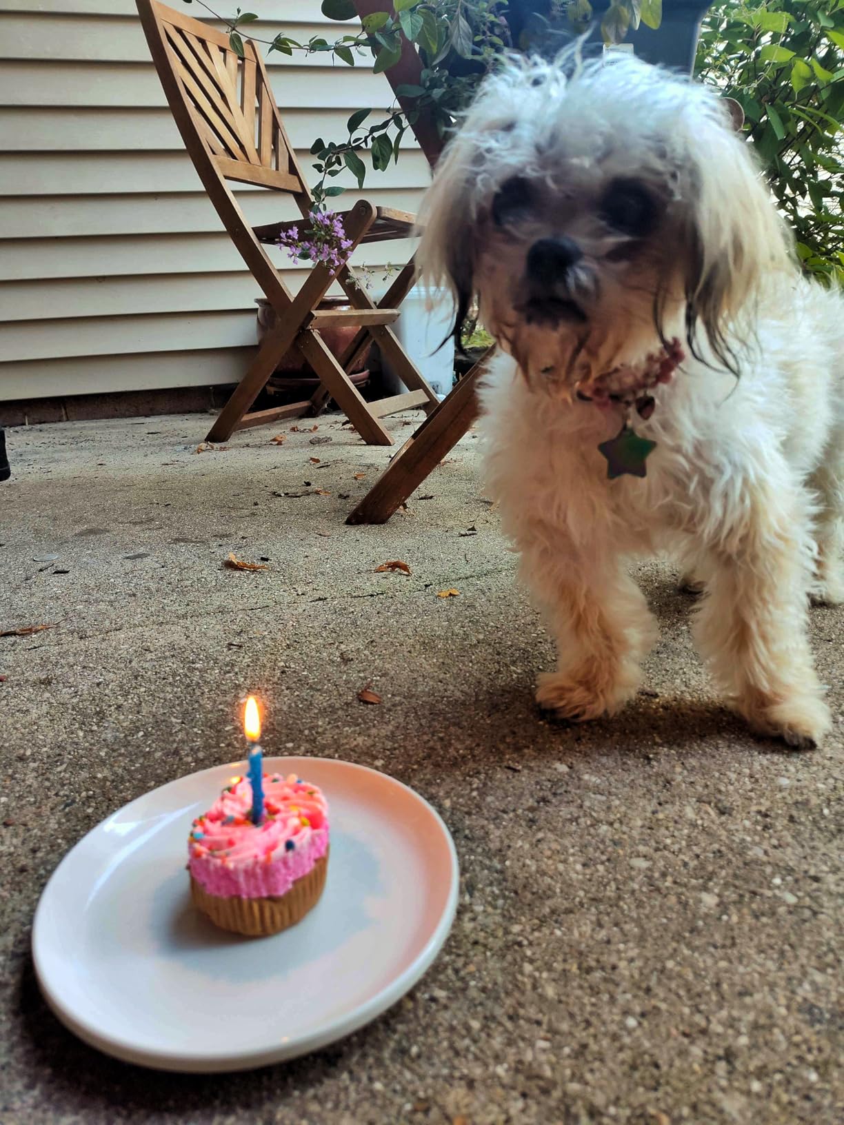 Embark Dog Age Test Kit - Estimates Age and Birthday - DNA Methylation - Best for Dogs Past Puppy Stage - Includes Life Stage Care Tips - Great for Rescue Dogs customer photo 2