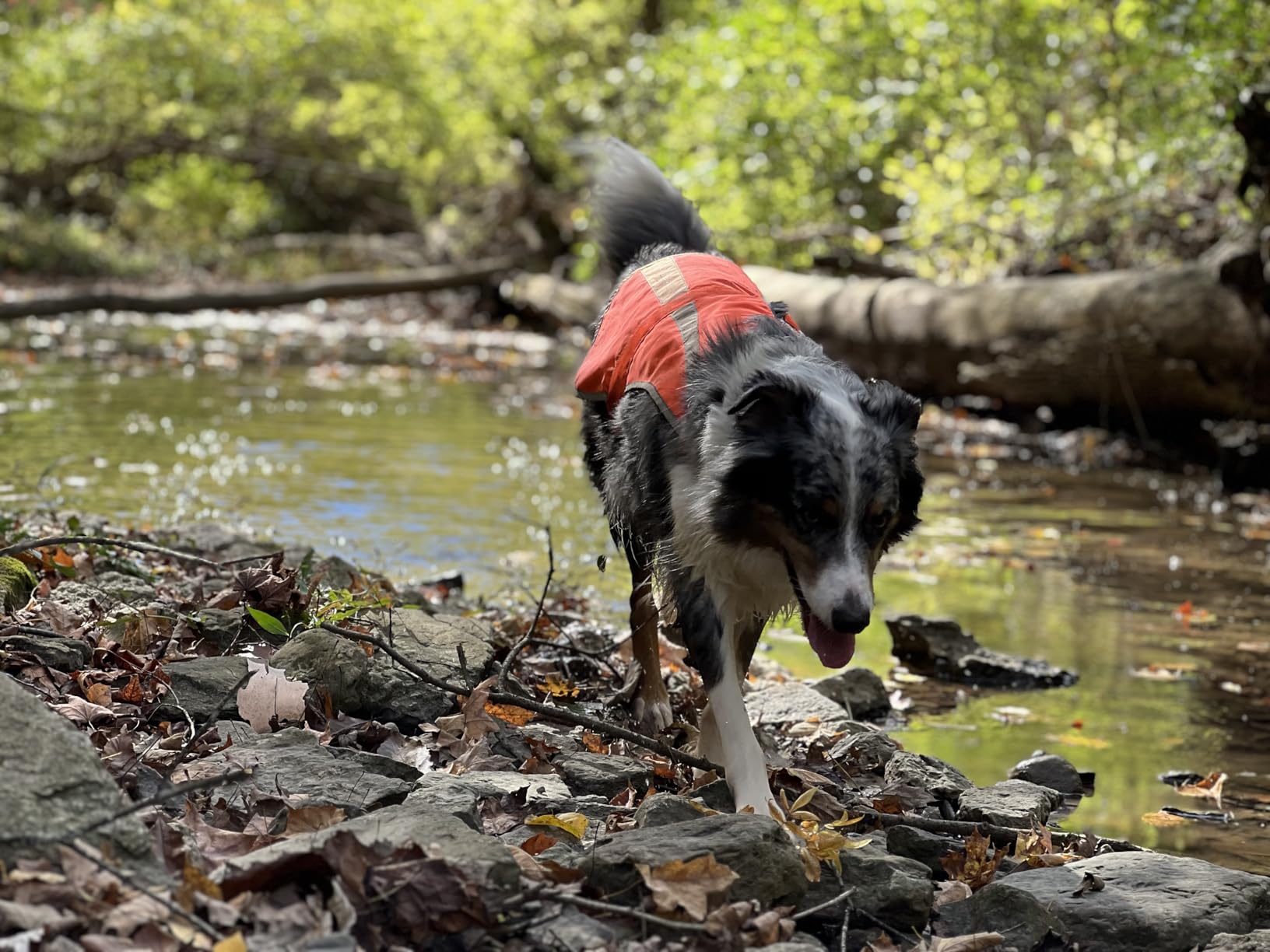 Reflective Dog Vest for Medium Large Breeds, High Visibility Dog Safety Vest with Removable Bell Keep Safe from Hunting, Training & Cars Accidents customer photo 1