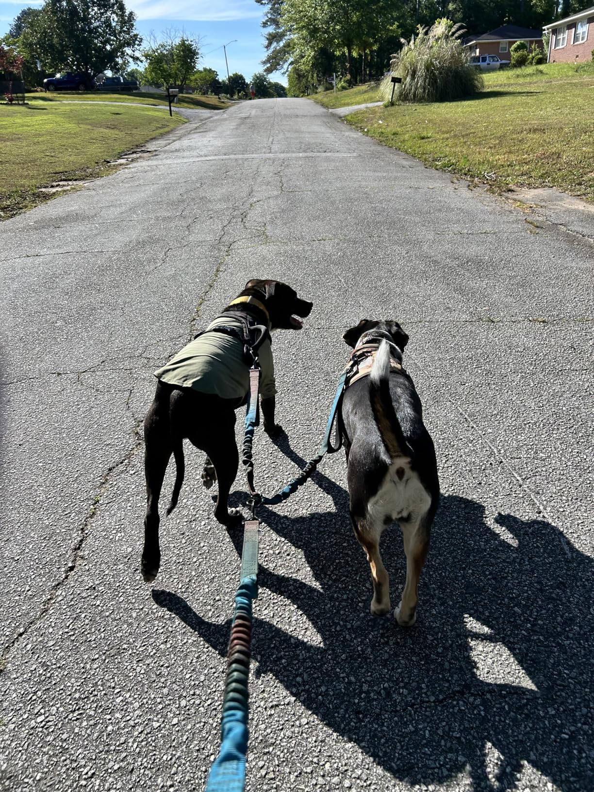 Rhino Wax - Dog Paw Protector for Hot Pavement - Use Street Wax Before Taking Dogs on Asphalt - Balm Protects from Warm Surfaces Rocks Road Debris - Great for Dogs who Hate Dog Shoes for Hot Pavement customer photo 1