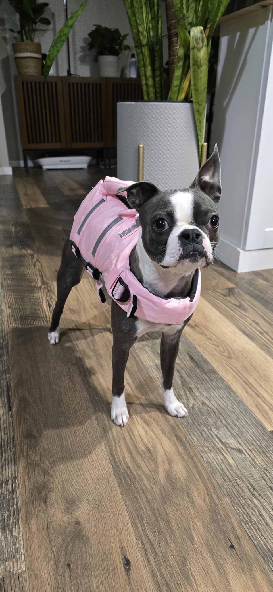 AOFITEE Dog Life Jacket Large, Reflective Dog Life Vest for Swimming XXL, High Buoyancy Dogs Lifesaver with Rescue Handle and Zipper, Adjustable Pet Swimming Vest Life Preserver for Large Dogs customer photo 2