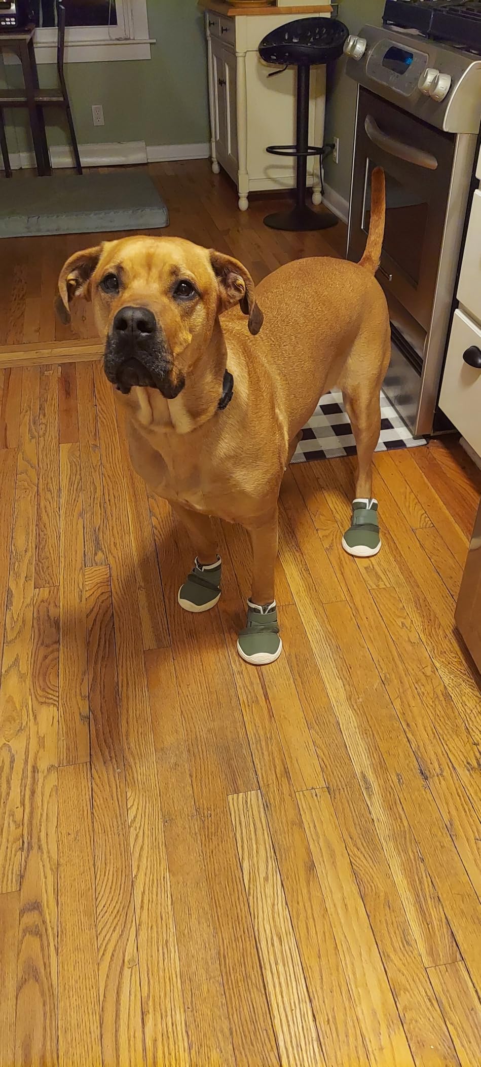 DcOaGt Dog Shoes for Large Dogs, Mesh Breathable Dog Boots & Paw Protectors for Hot Pavement Summer Winter Snow, 360° Anti-Slip Dog Booties for Hiking/Walking,Military Green 4PCS(Size 6) customer photo 2