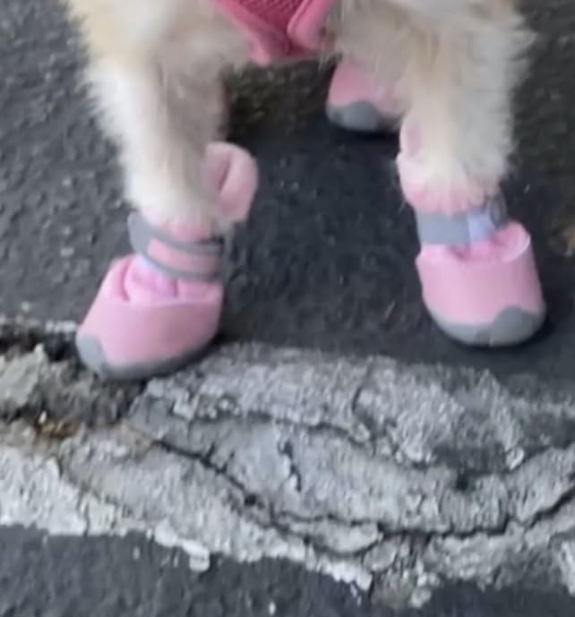 QUMY 4PCS Dog Shoes for Small Dogs, Hot Pavement Summer Puppy Dog Boots & Paw Protectors with Soft Anti-Slip Rubber Sole, Mesh Breathable Dog Booties for Hardfloors, Walking Running Pink Size 2 customer photo 2