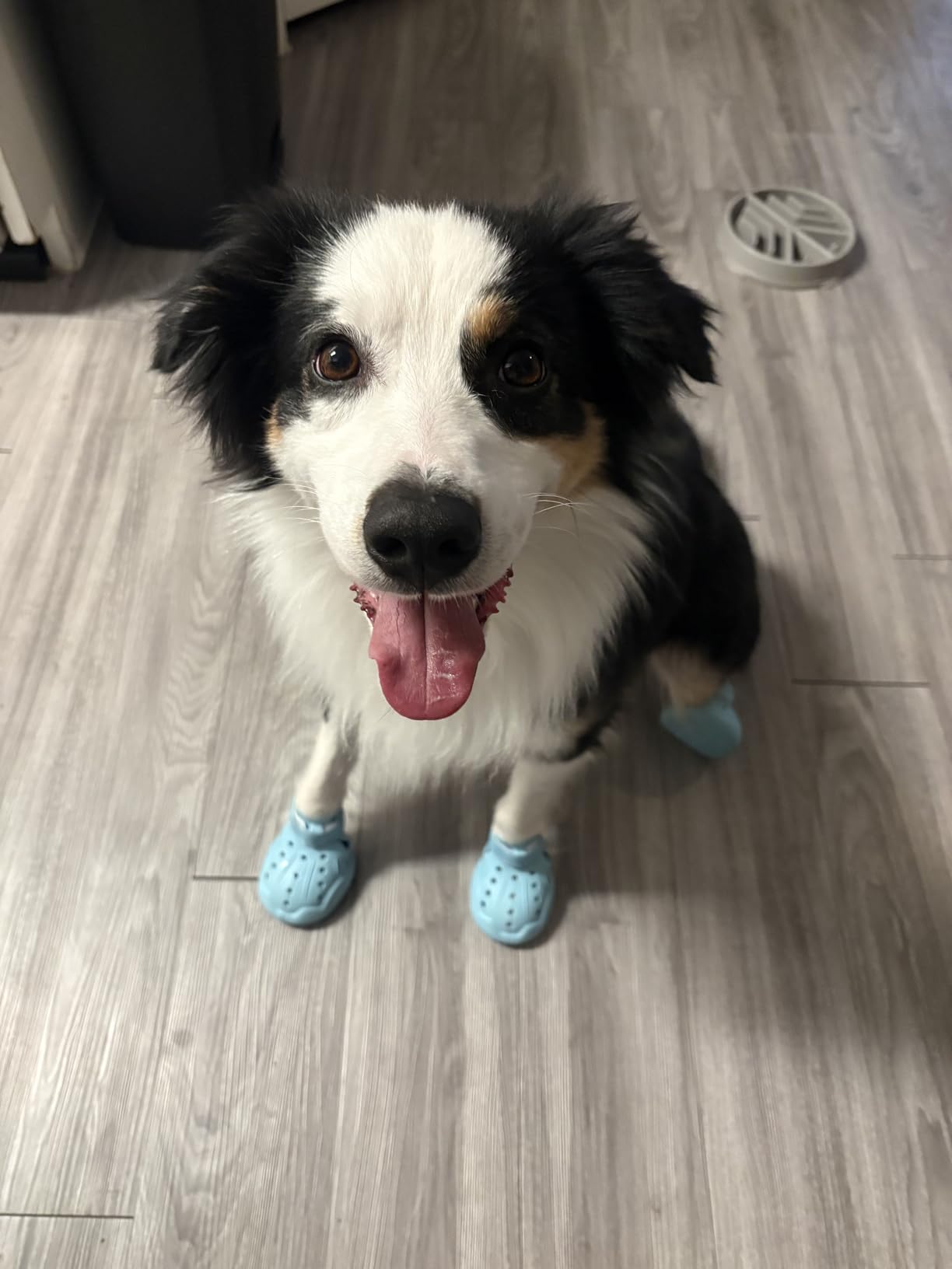 Dog Shoes, Dog Sandals for Hot Pavement, Non-Slip Waterproof Dog Booties for Winter Snowy Day and Summer, Adjustable Straps Easy-Clean Beach Outdoor Pet Boots Rugged Sole-4Pcs Purple customer photo 1