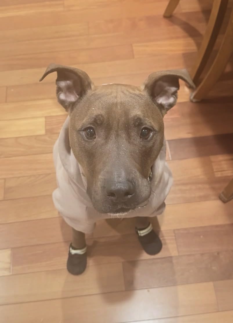 Ruffwear Summit Trex Dog Shoes, All-Season Paw Protection with Durable Non-Slip Grip & Stay-Put Fit for Everyday Adventures customer photo 1