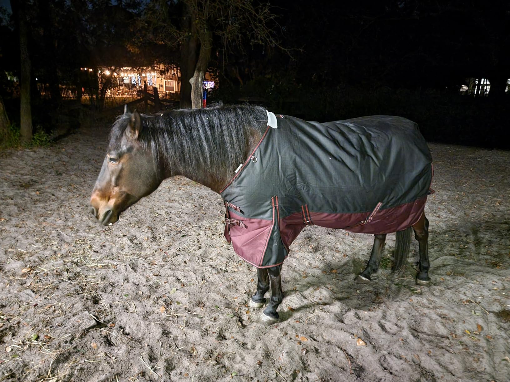 LEAFOREST 1200D Turnout Horse Winter Blanket Waterproof Breathable Snow Proof Heavy Blankets 200g Fill Sheet in The Barn, Stable, Stall, Pasture, Paddock Black Red 69 inches customer photo 1
