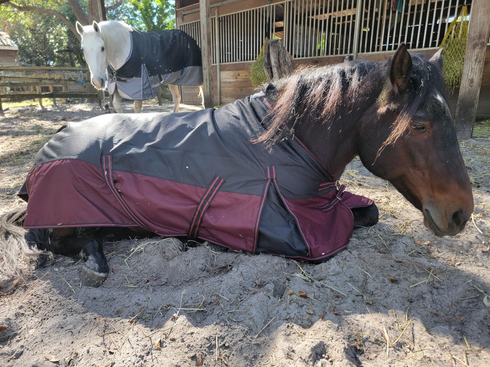 LEAFOREST 1200D Turnout Horse Winter Blanket Waterproof Breathable Snow Proof Heavy Blankets 200g Fill Sheet in The Barn, Stable, Stall, Pasture, Paddock Black Red 69 inches customer photo 2