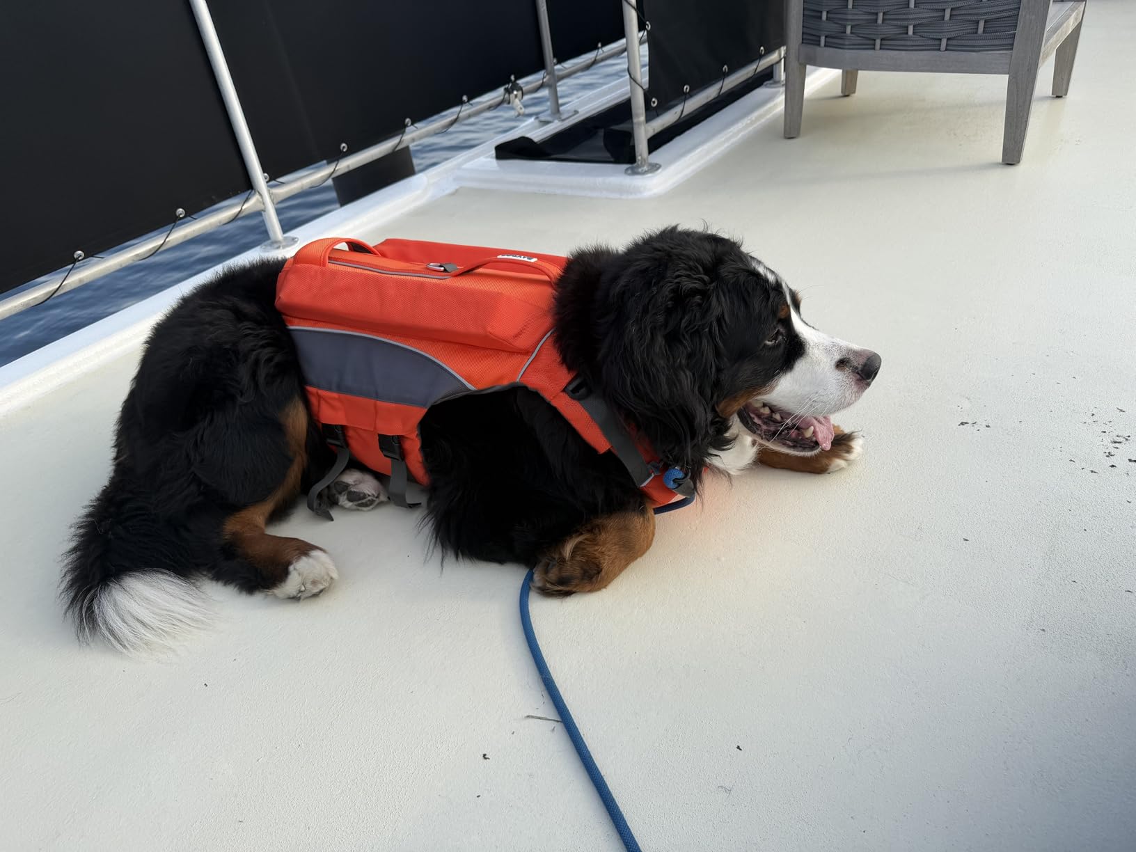 NOAH & PAW Dog Life Jacket, Human Standards Lifejacket Design, Dog Life Vest for Swimming and Boating, 3X Foam Support for Max Floating, Breathable Mesh, Salvavidas para Perros, Size L customer photo 1