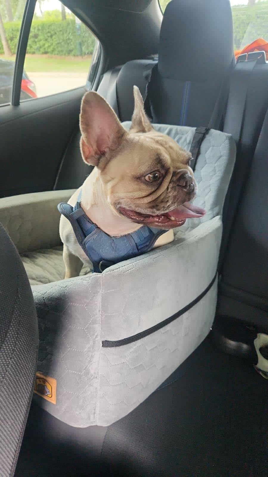 Dog Car Seat for Small/Medium Dogs, Memory Foam Dog Booster Seat, Travel Safety Per Car Seat with Washable Removable Cover, Storage Pockets for Dogs up to 35 lbs (Gray) customer photo 1
