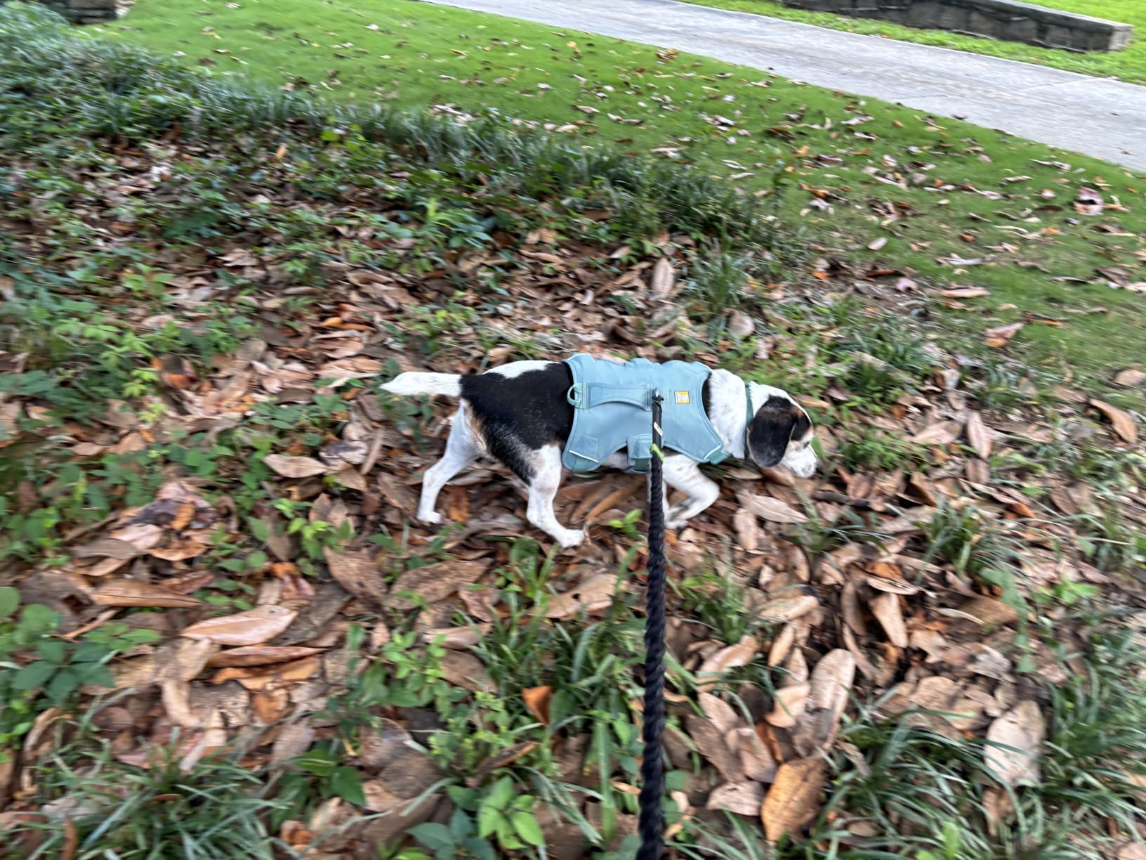 Ruffwear Web Master, Multi-Use Support Dog Harness, Hiking and Trail Running, Service and Working, Everyday Wear, Blaze Orange, Large/X-Large customer photo 2