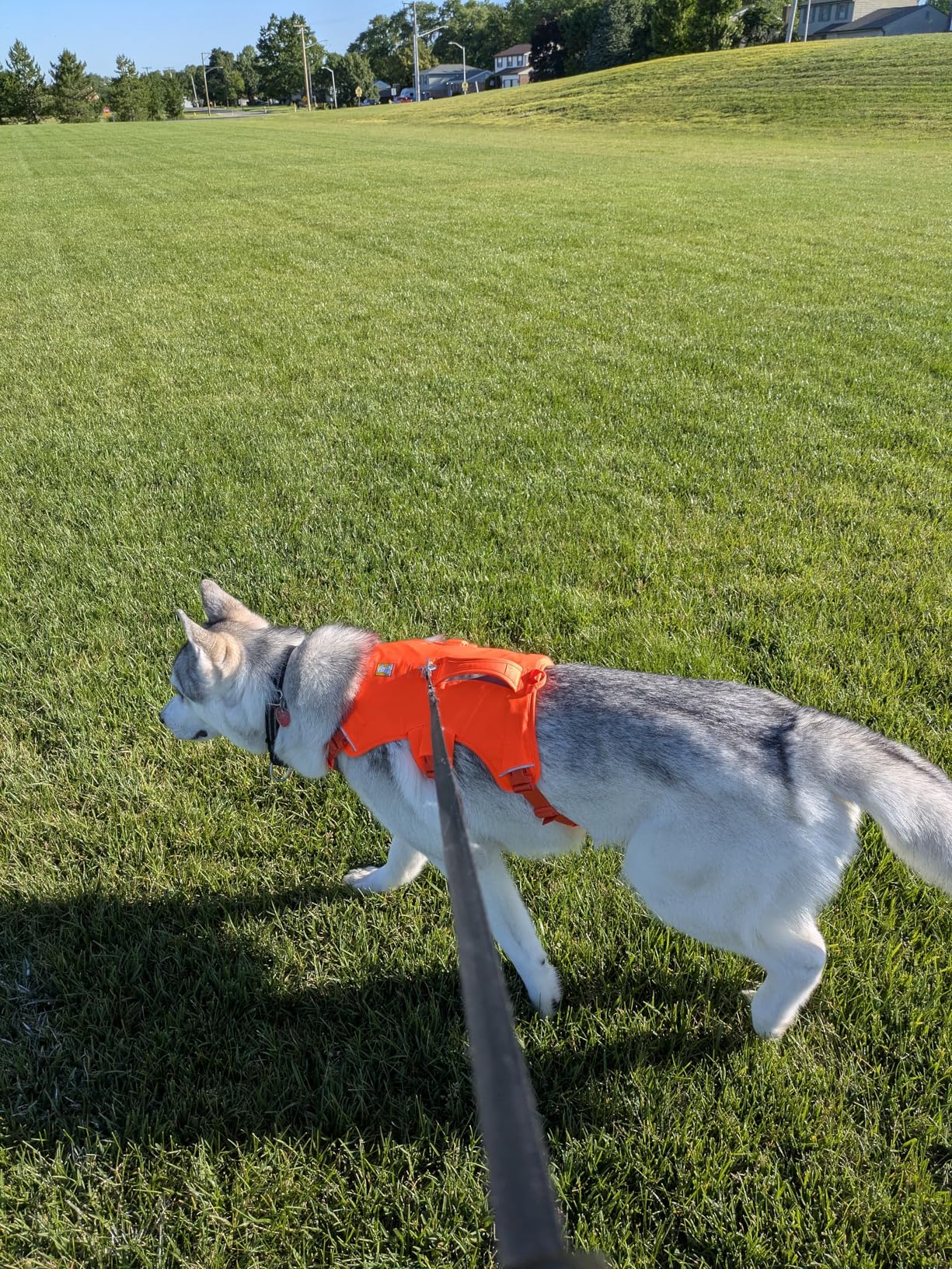 Ruffwear Web Master Multi-Use Support Dog Harness for Hiking and Trail Running, Service and Working Dogs customer photo 1