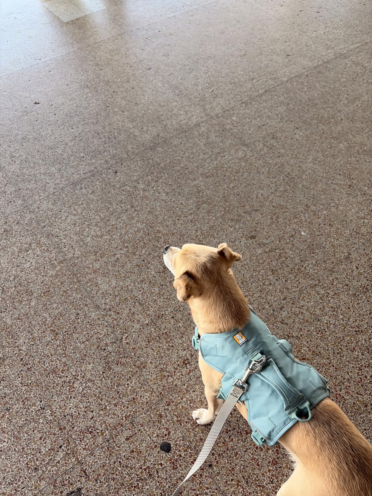 Ruffwear Web Master Multi-Use Support Dog Harness for Hiking and Trail Running, Service and Working Dogs customer photo 2