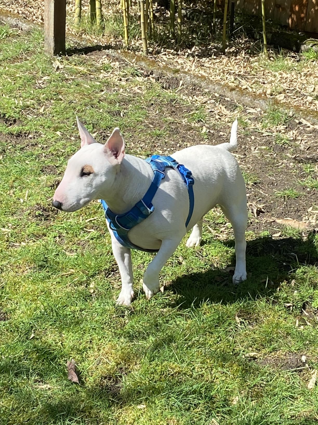 Ruffwear Front Range Dog Harness - Reflective Soft Padded Everyday Harness with Dual Leash Clips for Training or Walking customer photo 1