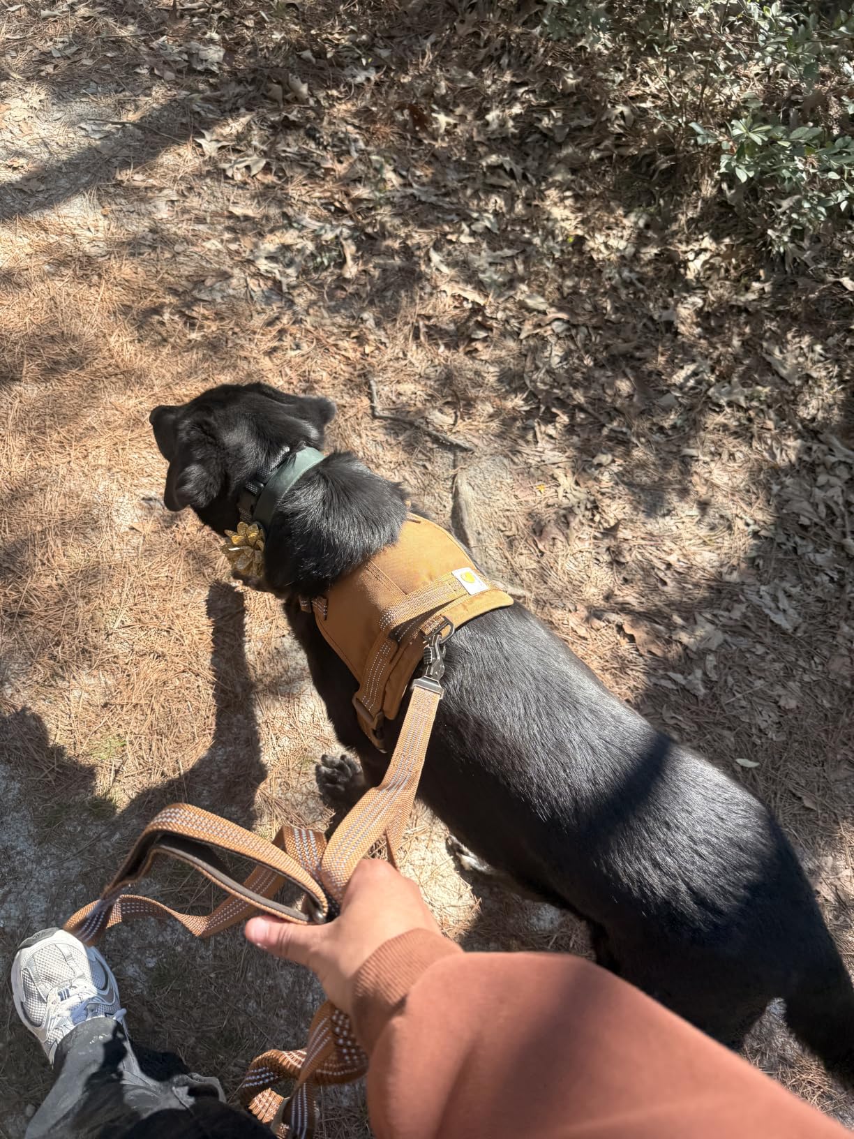 Carhartt Nylon Duck No Pull Dog Harness, Fully Adjustable Dog Harness with Quick Control Handle and Reflective Accents, Deep Wine, X-Large customer photo 1