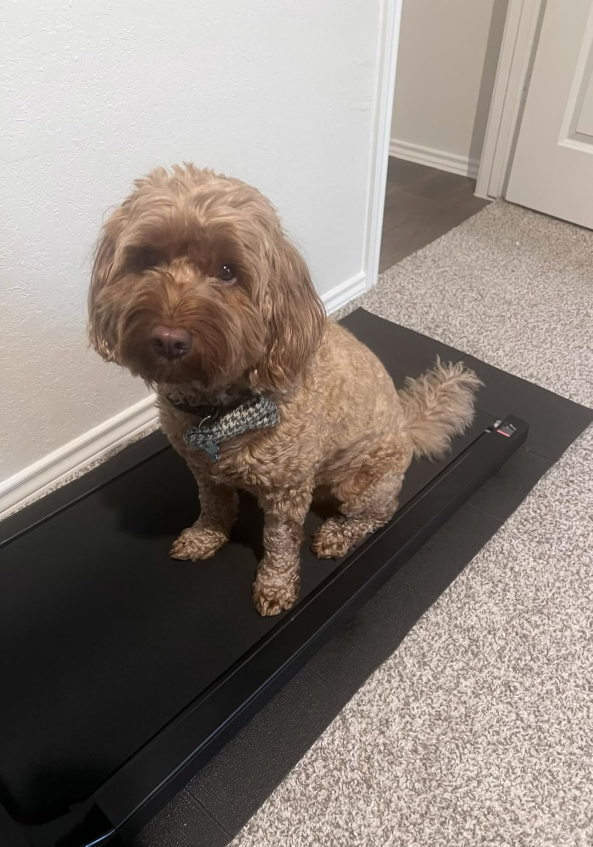 Stepwaver Walking Pad Mat for Carpet, Treadmill Mat for Hardwood Floors, High Density, 1/4 Thickness, Foldable, Floor Protection for Bike, Elliptical, Treadmill customer photo 1