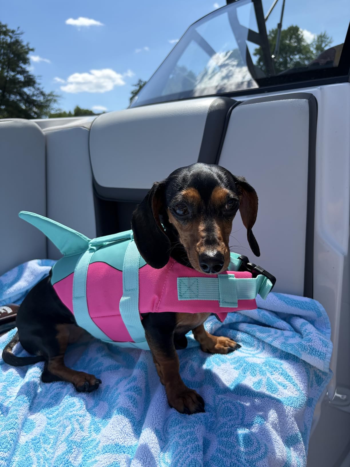 Malier Dog Life Jacket, Ripstop Dog Life Vest with High Buoyancy for Swimming Boating, High Visibility Shark Puppy Lifesaver for Dogs (XX-Large) customer photo 2