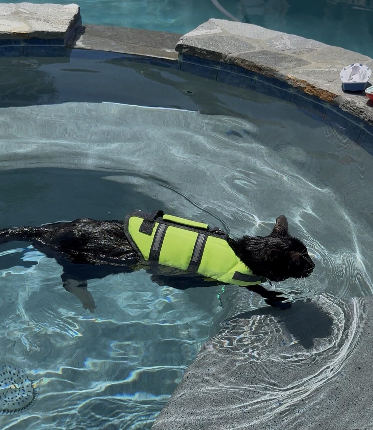 Queenmore XS Dog Life Jacket, Puppy Life Jackets for Small Dogs, Small Doggie Life Vest for Swimming, Lightweight Extra Small Dog Swim Vest with Handle, Puppy Life Vest for Boating, Cat Lifevest customer photo 1