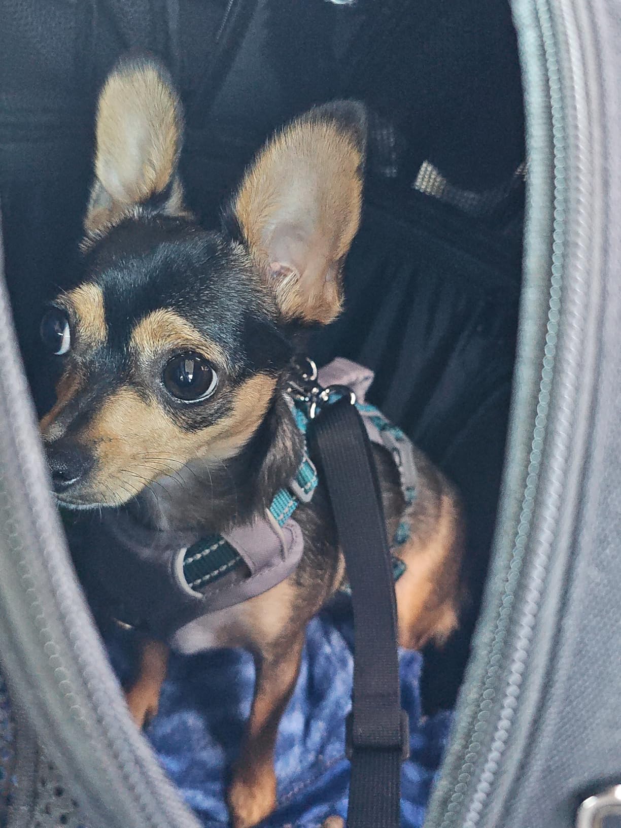 Crash-Tested 3-in-1 Portable Small Dog Car Seat, Cat Bed & Pet Carrier - CPS Certified for Crash Protection & Safe Travel customer photo 1