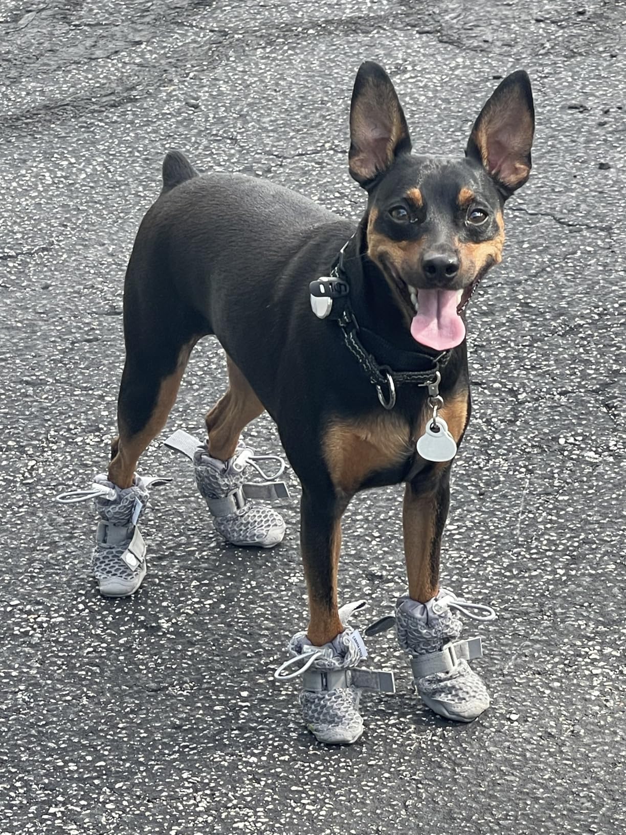 Canada Pooch Dog Boots for Hot Pavement - Dog Boots & Paw Protectors with Anti Slip Rubber | Water Friendly, Breathable Dog Shoes for Hot Days, Great for Dogs Grey - Size 2 customer photo 1