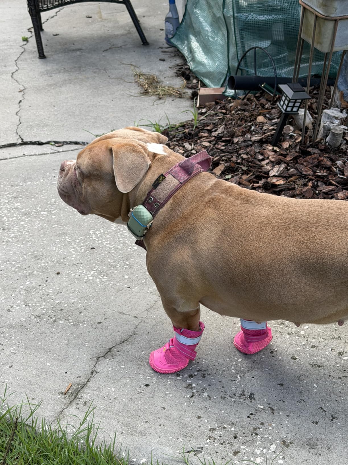 LUCKYPAW Dog Shoes for Large Medium Dogs, Breathable Dog Boots for Hot Pavement, Paw Protectors for Summer Walking Hiking Winter Snow Outdoor, No Slip Reflective Booties for Hardwood Floor-Black,6 customer photo 1