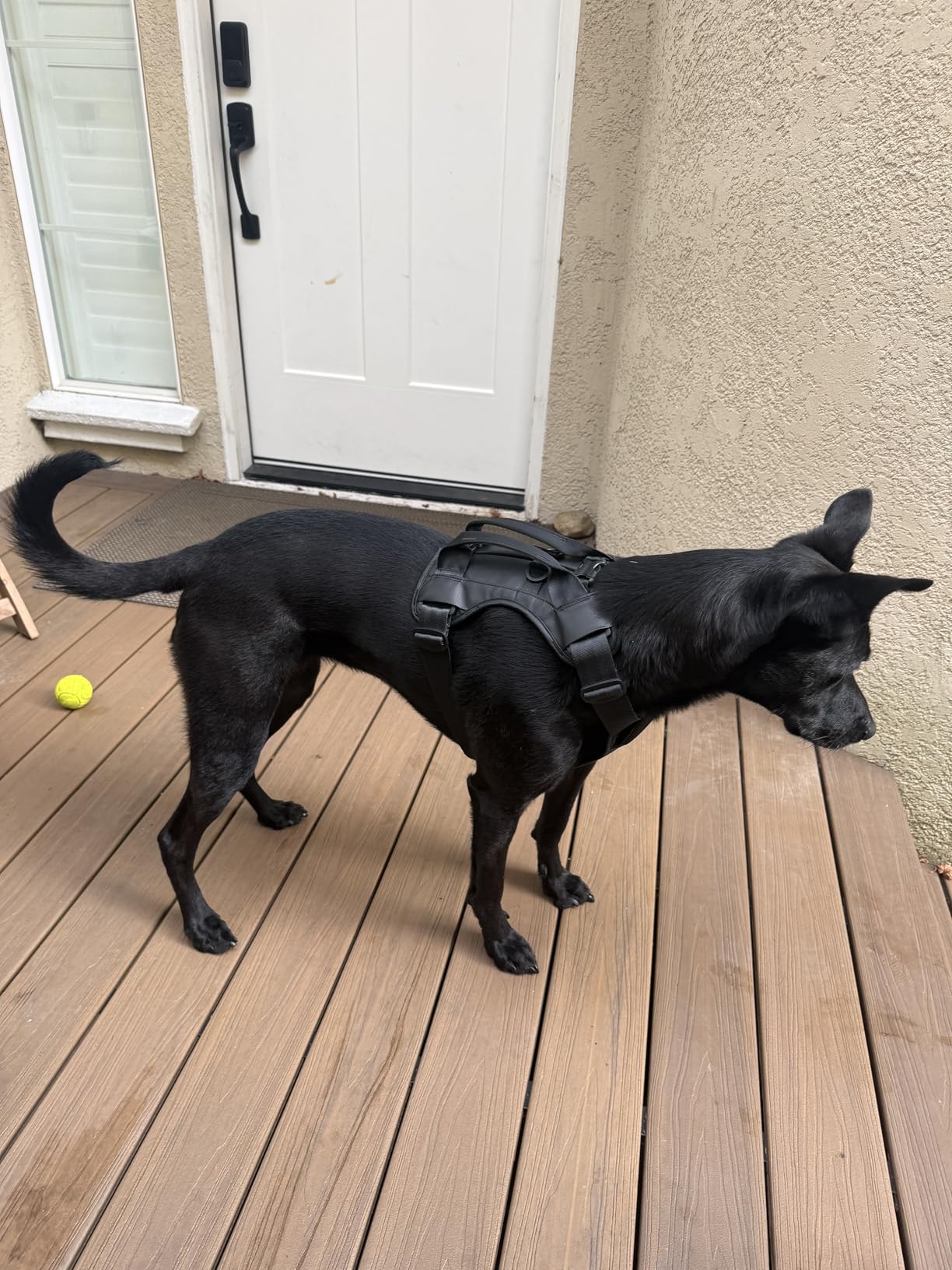 Thule Cappy Dog Harness S - Crash-Tested for Safety - Seatbelt passthrough - Adjustable & Easy to Clean - Padded Breathable mesh Panels - Leash Loop - Step-in Design customer photo 2