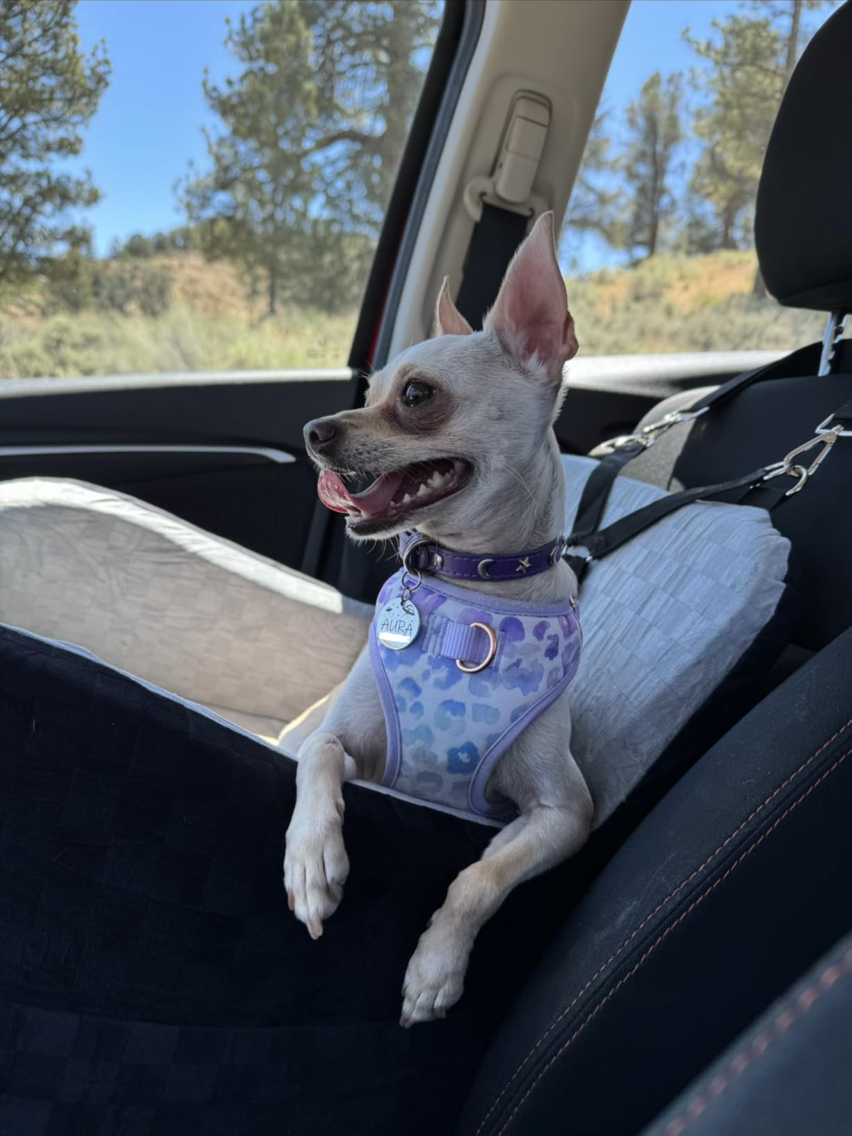 PETICON Waterproof Dog Car Seat for Small Medium Dogs, 6in Memory Foam Pet Booster Seat for Dogs up to 26 lbs with Pockets, Detachable Washable Pet Carseat with Y-Shape Safety Belt customer photo 1