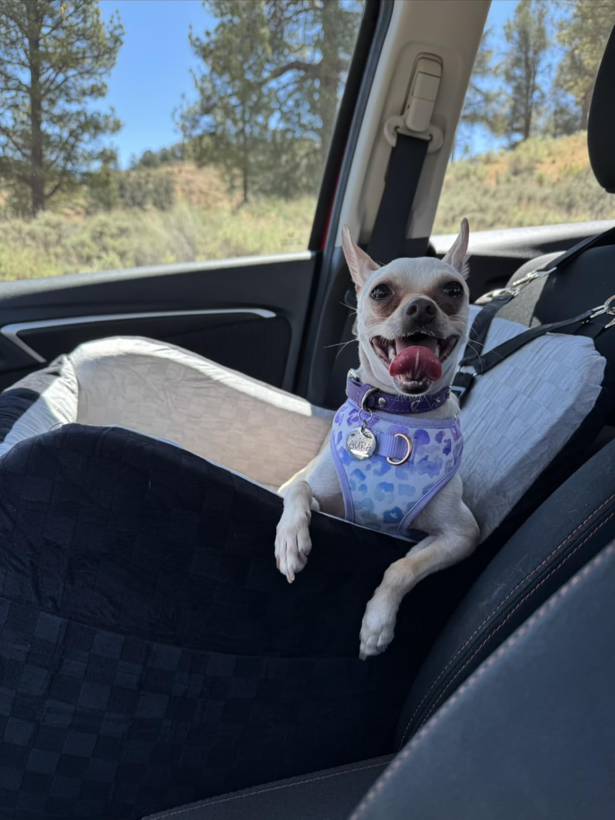 PETICON Waterproof Dog Car Seat for Small Medium Dogs, 6in Memory Foam Pet Booster Seat for Dogs up to 26 lbs with Pockets, Detachable Washable Pet Carseat with Y-Shape Safety Belt customer photo 2