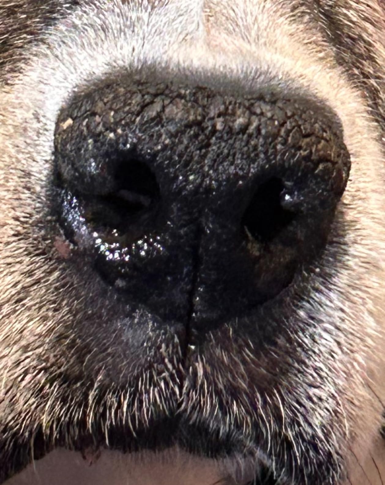 Lick-Safe Dog Paw & Nose Balm | 2.1 oz All Natural Wax with Coconut Oil & Shea Butter | Winter Snow, Road Salt & Hot Pavement Protector | Moisturizer for Dry, Rough Pads & Snouts customer photo 2