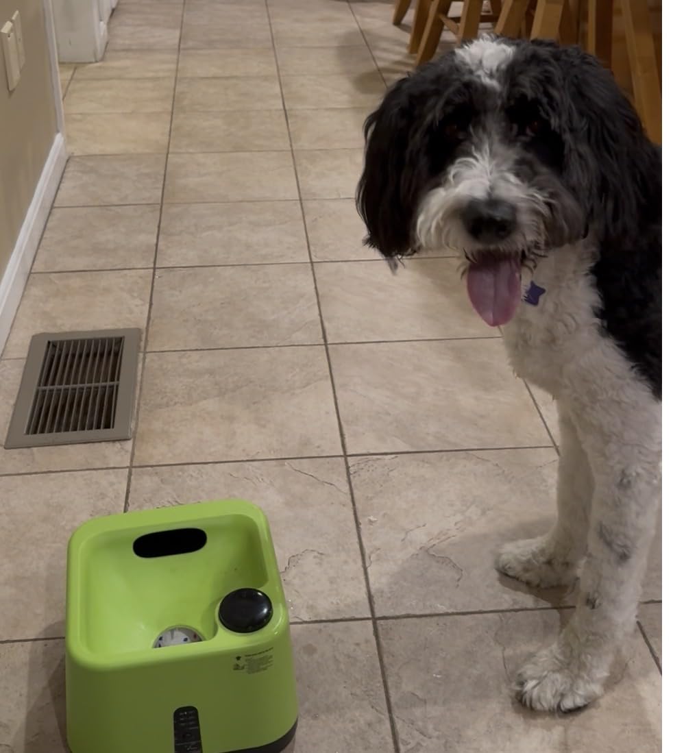 Automatic Dog Ball Launcher: Upgraded Auto/Manual Pet Ball Thrower Toy for Dog Indoor/Outdoor Play Include 4 Chew-Resistant Balls - Home,Park,Yard Dog Self Play Companion customer photo 1