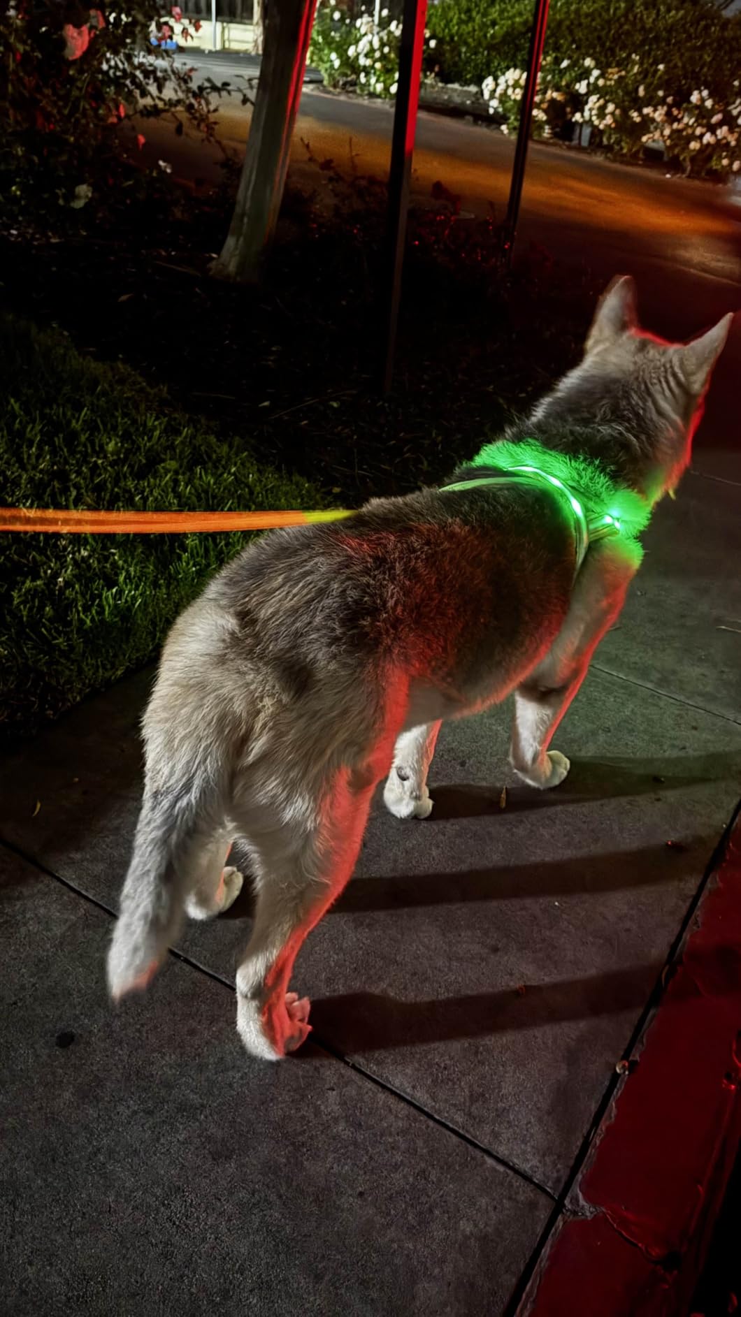 PetIsay LED Light Up Dog Harness - USB-C Rechargeable, IPX7 Waterproof, Reflective, No Pull Dog Vest for Night Walking (Green, Large) customer photo 1