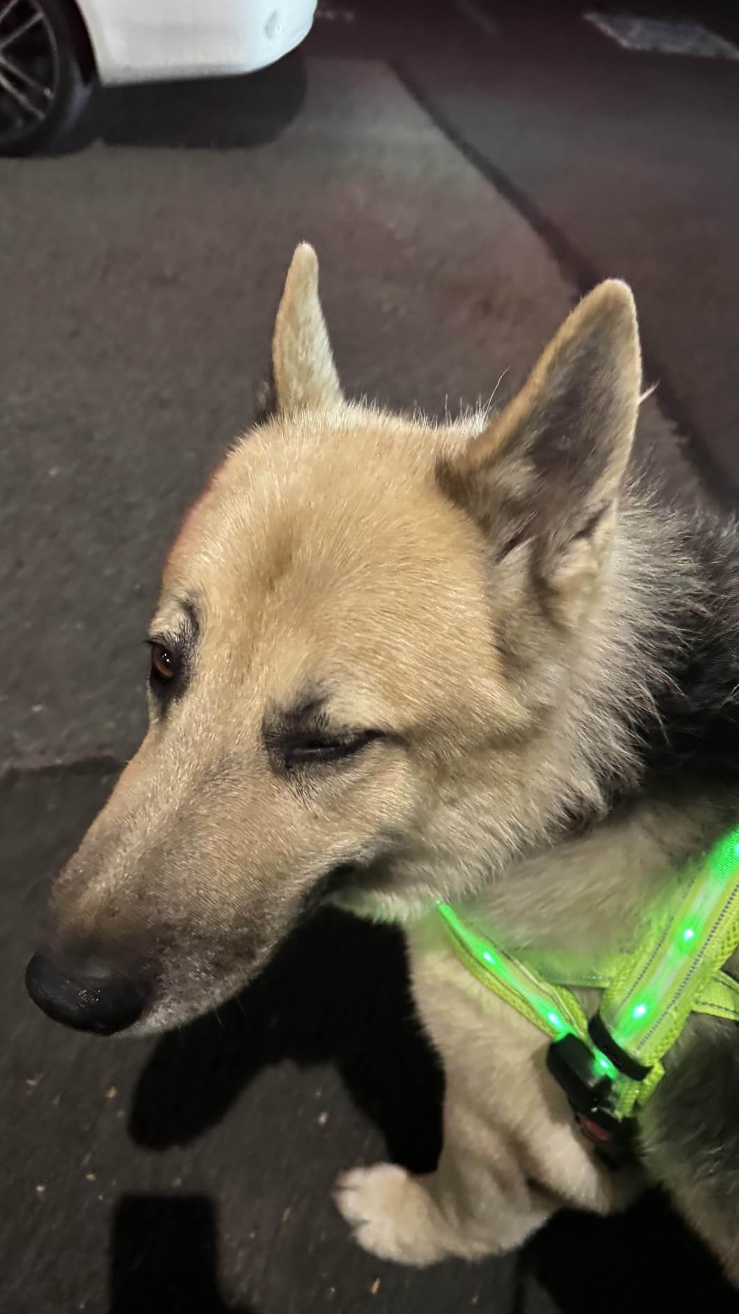 PetIsay LED Light Up Dog Harness - USB-C Rechargeable, IPX7 Waterproof, Reflective, No Pull Dog Vest for Night Walking (Green, Large) customer photo 2