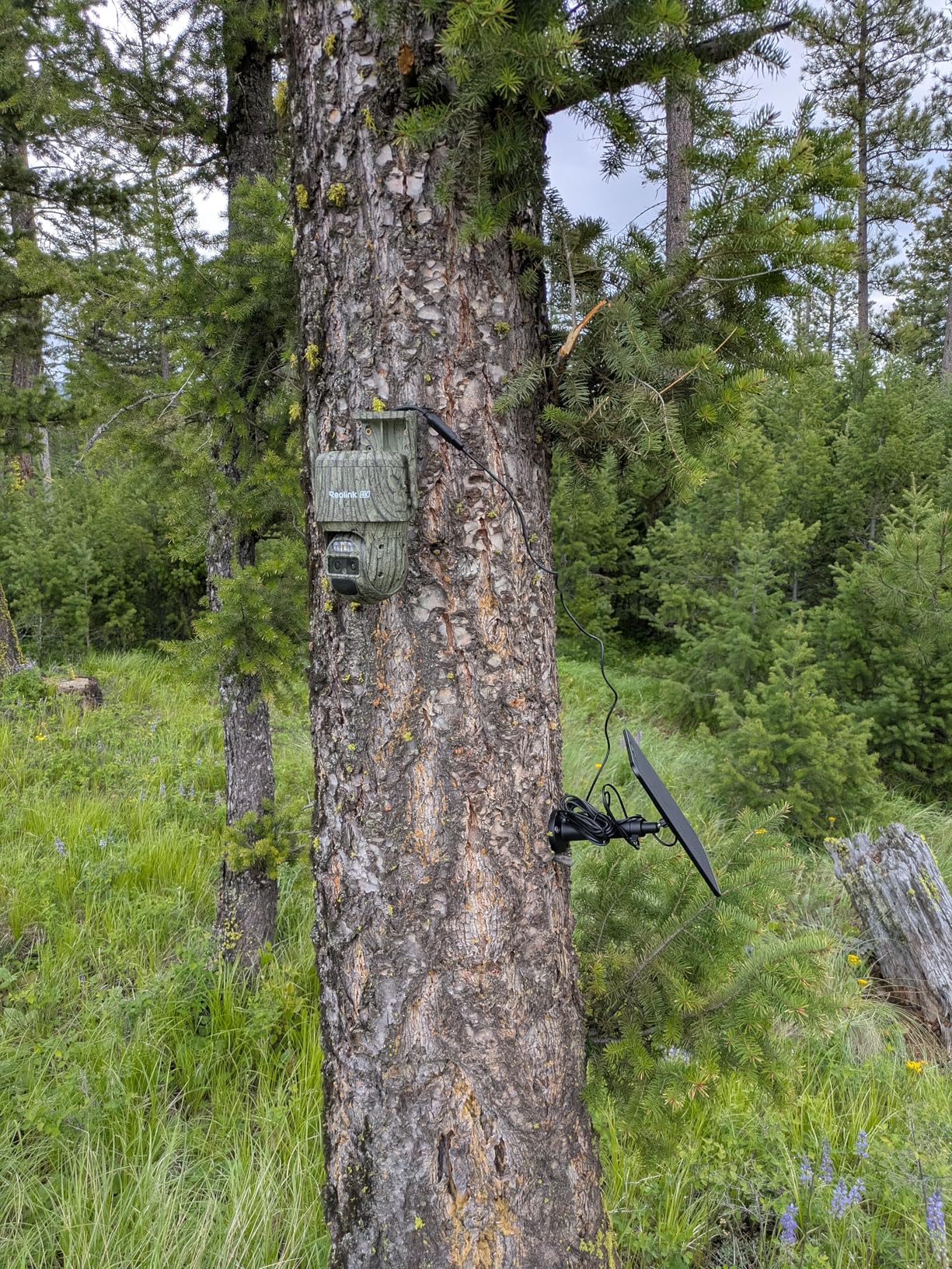 REOLINK 4K Dual Lens 4G Cellular Trail Camera, Auto Tracking Security Camera Wireless Outdoor, 6X Hybrid Zoom, SIM Card Included, IP66 Waterproof for Wildlife, TrackMix LTE Trail customer photo 2