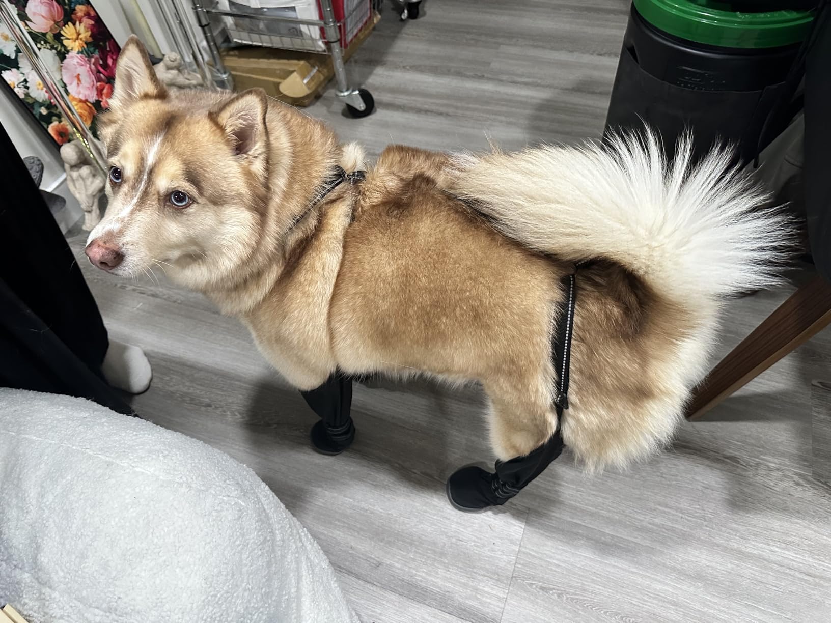 Dog Suspender Boots - Waterproof, Adjustable & Anti-Slip for All-Weather Paw Protection - 2026 Upgrade Dog Snow Boots with Durable Rubber Sole, Fleece Lining, Reflective Straps (M) customer photo 1