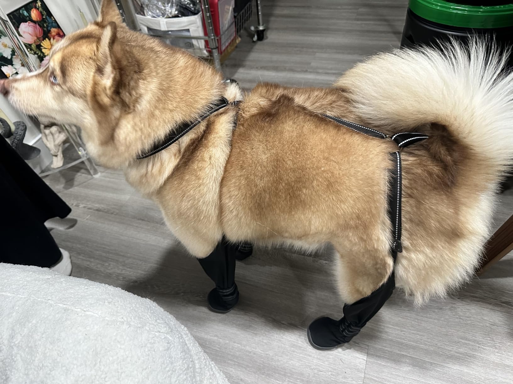 Dog Suspender Boots - Waterproof, Adjustable & Anti-Slip for All-Weather Paw Protection - 2026 Upgrade Dog Snow Boots with Durable Rubber Sole, Fleece Lining, Reflective Straps (M) customer photo 2