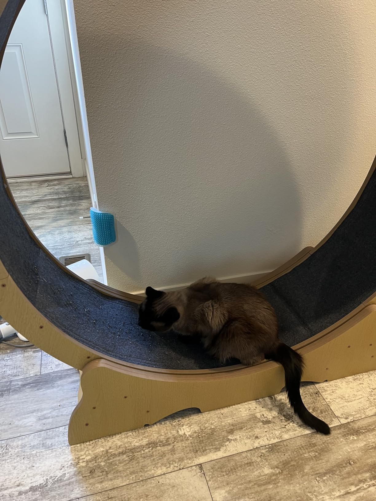 Cat Exercise Wheel, 48 Inch Diameter Cat Treadmill for Indoor Cats, Cats Running Wheel with Updated Enhanced Base and Carpeted Runway for Cat's Longer Life and Fitness, Natural customer photo 1