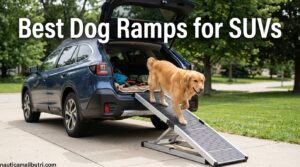Best Dog Ramps for SUVs