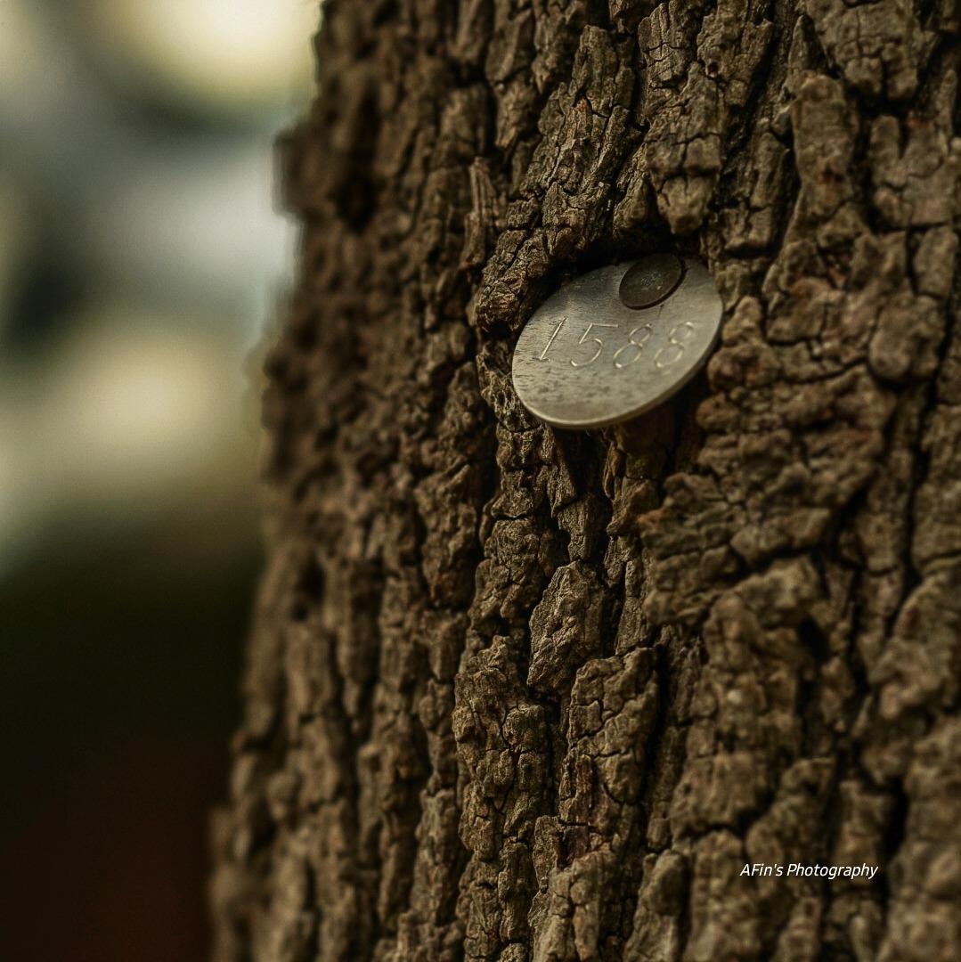 Sony SEL100F28GM 100mm f/2.8 Medium-Telephoto Fixed Prime Macro Lens (FE) customer photo 2